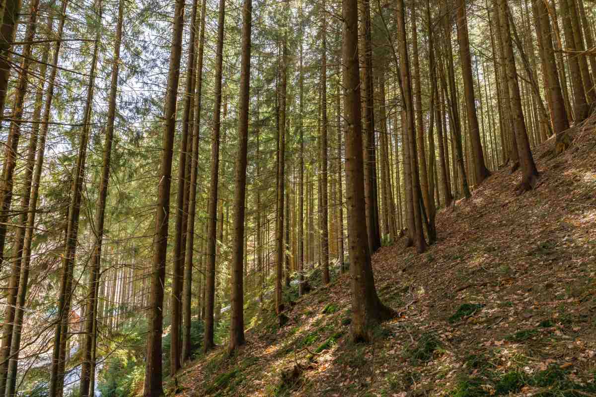 Beskid Niski – ściana płaczu