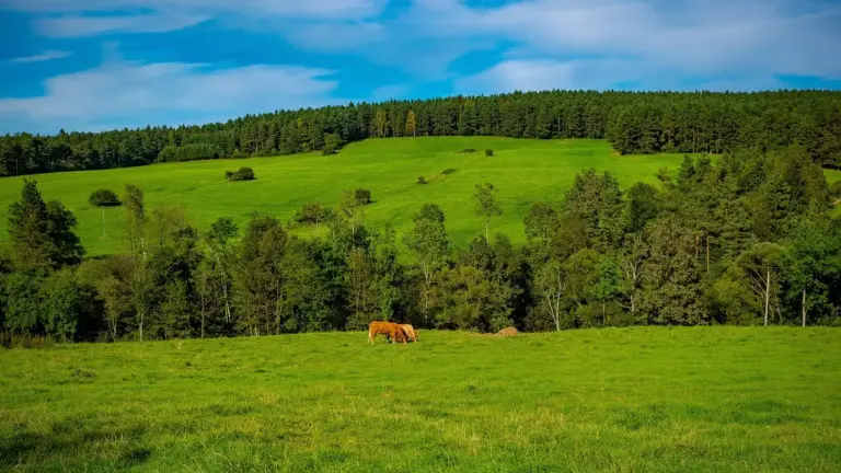 Czerteż w Beskidzie Niskim – co warto wiedzieć o tym szczycie?
